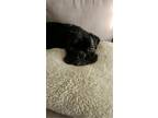 Adopt Raven a Boxer
