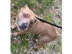 Adopt 79993 a Pit Bull Terrier