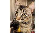 Adopt Lite Brite a Domestic Long Hair, Domestic Short Hair