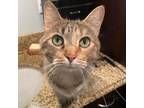 Adopt Lexi a Domestic Short Hair