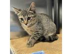 Adopt Jia a Domestic Short Hair