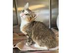Adopt Carey a Domestic Short Hair
