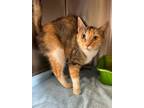 Adopt Camper a Domestic Short Hair
