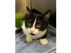Adopt Peeper a Domestic Short Hair