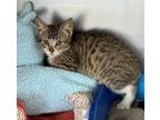 Adopt Frankie a Domestic Short Hair