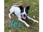 Adopt Ivy 124001 a Labrador Retriever, Mixed Breed