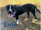 Adopt Evie 111362 a Pit Bull Terrier, Mixed Breed