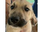 Adopt Siesta a Shepherd, Mixed Breed