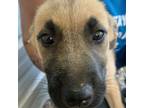 Adopt Shalimar a Shepherd, Mixed Breed
