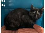 Adopt Granite a Domestic Short Hair