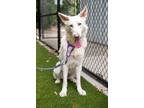 Adopt Ghost a German Shepherd Dog