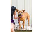 Adopt Perla a American Staffordshire Terrier