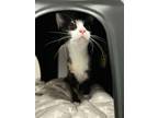 Adopt Belle a Domestic Short Hair