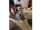 Adopt 56550826 a Siberian Husky, Mixed Breed