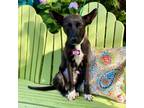 Adopt Fern a Feist