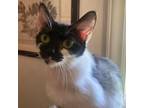 Adopt Purrcilla a Domestic Short Hair