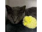 Adopt Biscuit a Domestic Short Hair