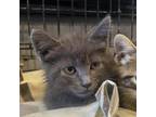 Adopt Meg a Domestic Medium Hair
