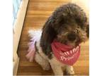 Adopt Cocoa a Poodle