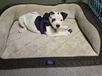 Adopt Ava a American Staffordshire Terrier