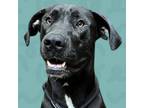 Adopt Nellie a Mixed Breed