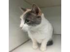 Adopt Meryl a Domestic Short Hair