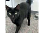 Adopt Winona a Domestic Short Hair