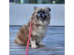 Adopt Aster a Pekingese, Pomeranian