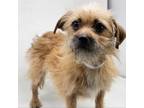 Adopt Prairie a Yorkshire Terrier