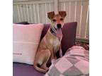Adopt Rosewood a Labrador Retriever, Hound