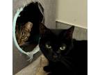 Adopt Jade a Domestic Short Hair