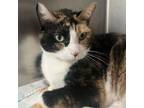 Adopt Toodles a Domestic Short Hair