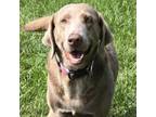 Adopt Tilly a Labrador Retriever