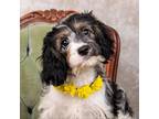 Adopt Blanche a Cavalier King Charles Spaniel, Poodle
