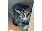 Adopt Lillith a Domestic Short Hair