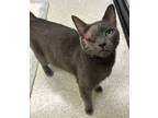 Adopt Mojo a Domestic Short Hair