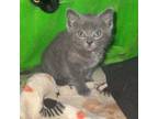 Adopt Lady Bug a Domestic Short Hair