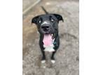Adopt Mila a Mixed Breed