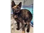 Adopt Roxy a Domestic Short Hair