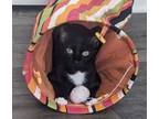 Adopt Poppy fee waived - Fostered a Domestic Short Hair