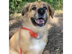 Adopt Kylie a Great Pyrenees, Retriever