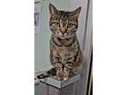 Adopt Emmy a Domestic Short Hair