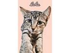 Adopt Lola a Domestic Short Hair