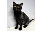 Adopt Abby a Domestic Short Hair