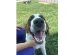 Adopt Jojo a Saint Bernard, Mixed Breed