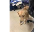 Adopt 56547147 a Shepherd, Golden Retriever