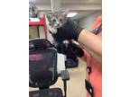 Adopt Kitten 2 a Domestic Short Hair