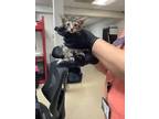 Adopt Kitten 3 a Domestic Short Hair