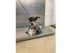 Adopt Barbie a Australian Cattle Dog / Blue Heeler