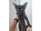 Adopt Miss Kitten Whisker a Domestic Short Hair